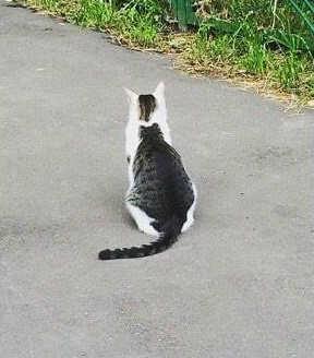 흰냥이 위에 검은냥이 | 인스티즈