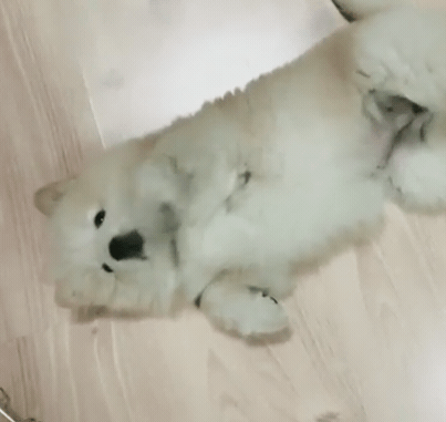 [대화가필요한개냥] 나인뮤지스 경리와 사랑스러운 반려견 시로.jpg | 인스티즈