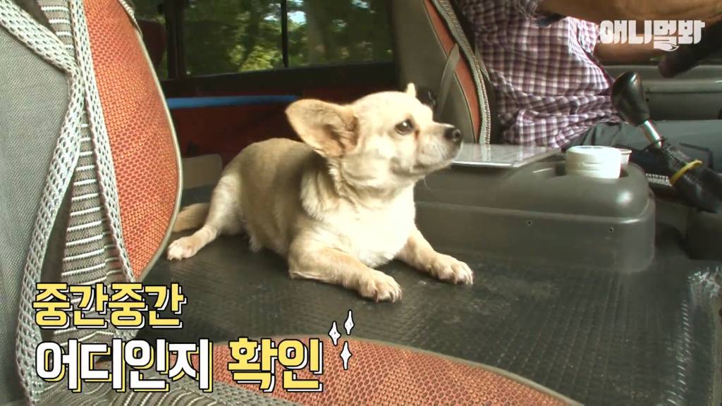 혼자 버스타고 지인 만나러 가는 강아지 상연이.jpg | 인스티즈