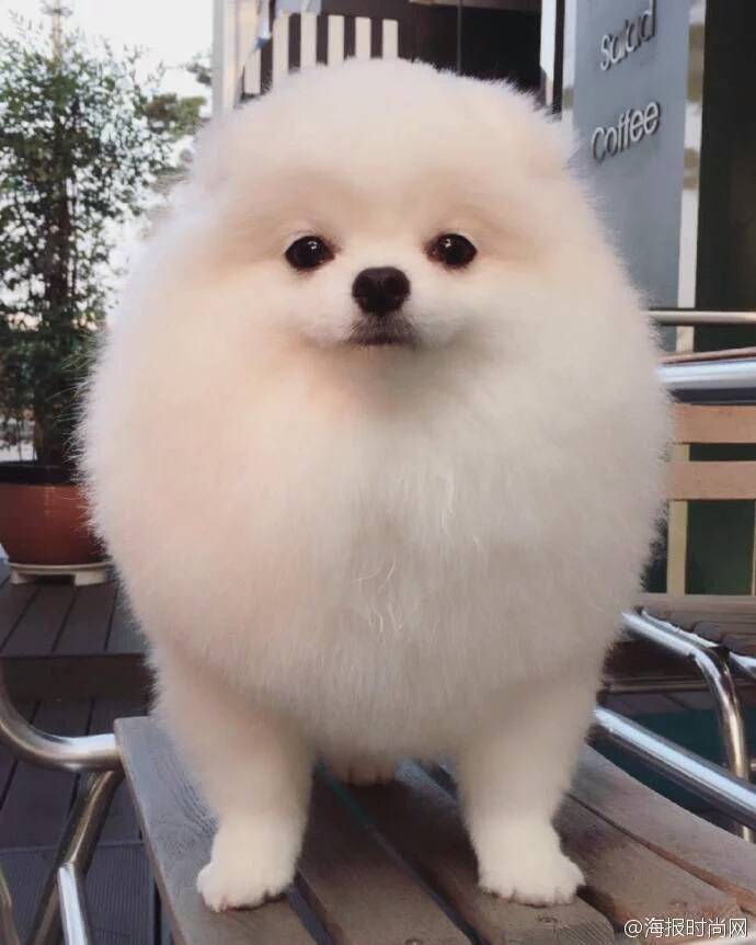 털찐 멍멍이의 미소.jpg(심장주의) | 인스티즈