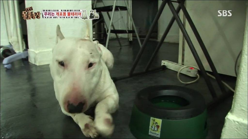 주인이 100프로 노린 개 이름.jpg | 인스티즈