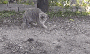 무시무시한 고양이 사냥장면 | 인스티즈