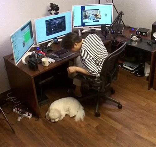 랜선라이프에 잠깐 나온 단추(댕댕이)가 너무 귀여워서 쪄보는 글 | 인스티즈