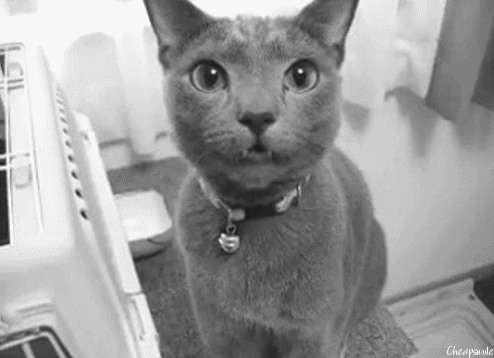 순딩이가 많고 러블리하게 생긴 고양이 러시안 블루.jpgif (줄여서도 러블인것) | 인스티즈