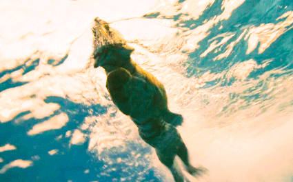 호랑이 만나면 그까이꺼 물속으로 피하면 됨 | 인스티즈