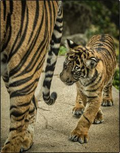꿀 발라 놓은 꼬리 | 인스티즈