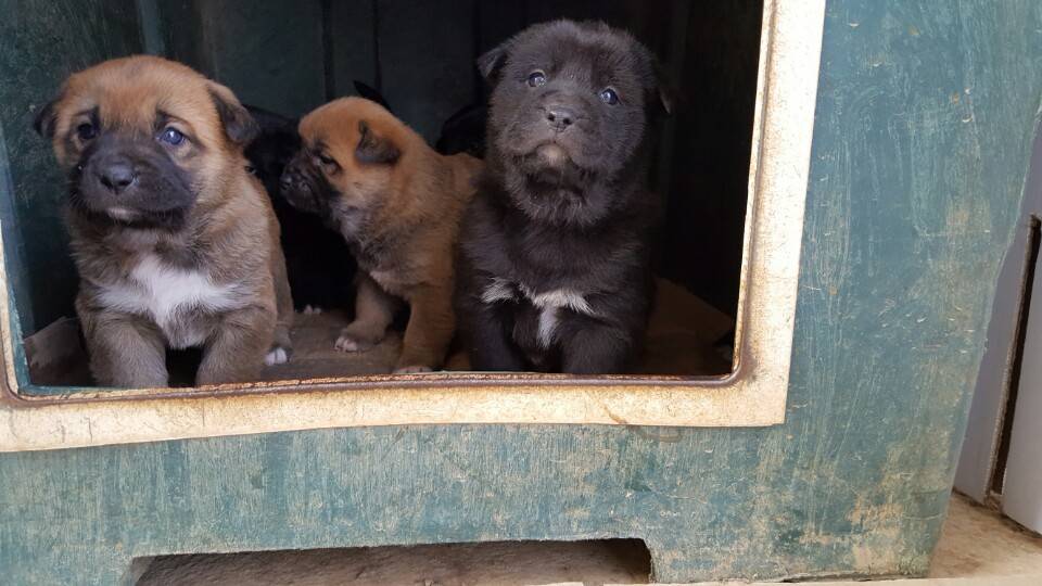 역씌 똥강아지다 | 인스티즈