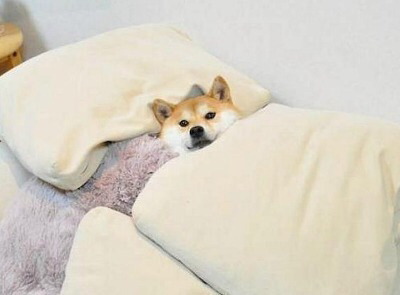 집이 개판인 상황에서 한끼줍쇼가 우리집 초인종을 눌렀는데 게스트가 최애라면? | 인스티즈