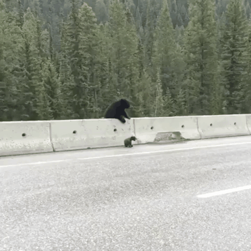 곰돌이 가족.gif | 인스티즈