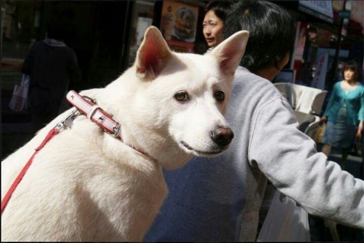 헤어진 남자친구가 개로 환생했다.. | 인스티즈