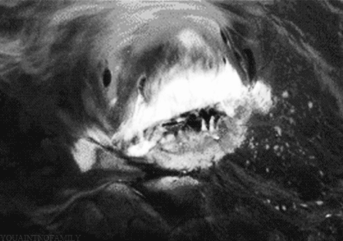 상어&고래 | 인스티즈