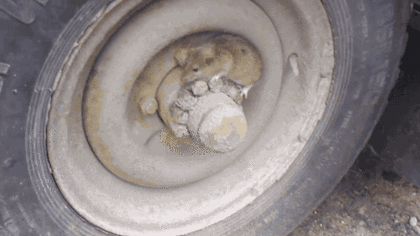 포식자 고양이를 피해 달아난 쥐. gif | 인스티즈