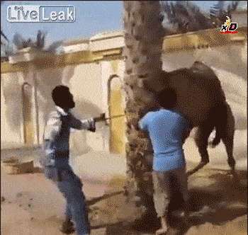 낙타의 무서움.gif | 인스티즈