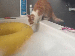 고양이 목욕 시키기.gif | 인스티즈