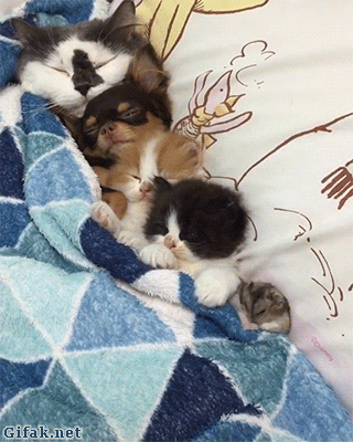 우리의 맴을 따스하게 데워줄 냥&댕모음 | 인스티즈