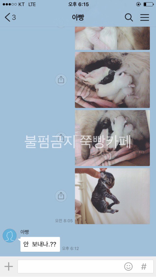 고양이는 다 요물이라며 갖다버리라던 아버지 | 인스티즈