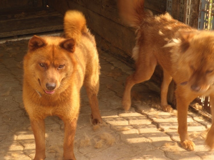 우리나라사람들이 잘모르는 우리나라 토종개 | 인스티즈