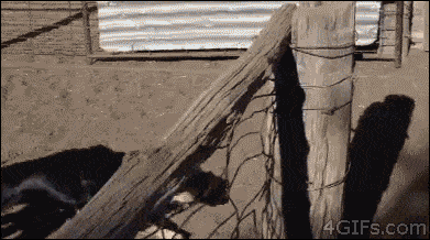 양치기개의 위엄.gif | 인스티즈