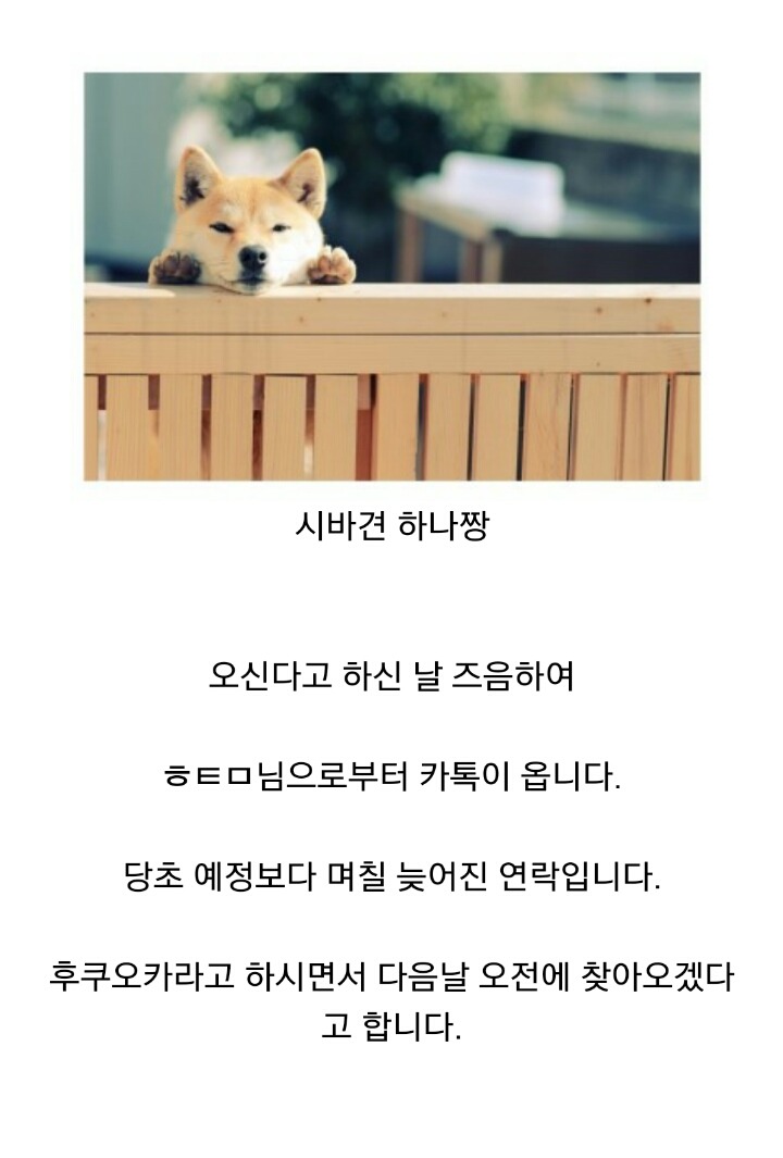 더 이상 한국인에겐 시바견 분양 안하겠다는 일본인 | 인스티즈