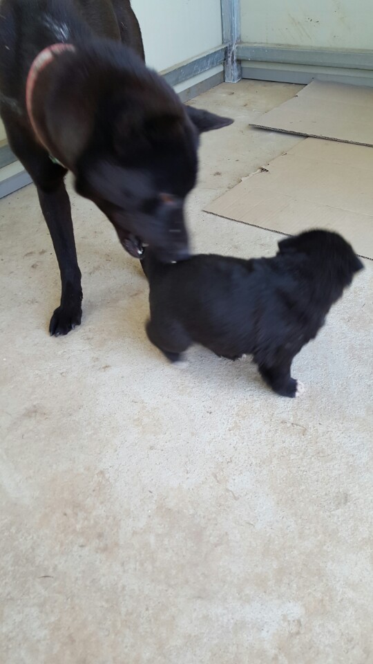 역씌 똥강아지다 | 인스티즈