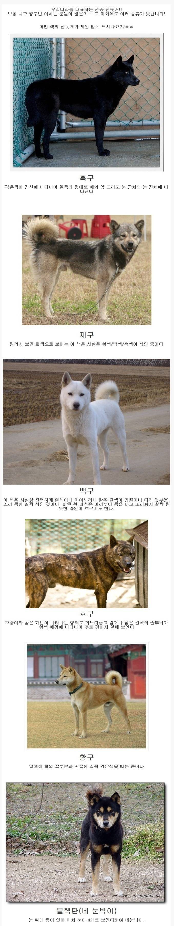 사람들이 잘 모르는 진돗개 종류 | 인스티즈