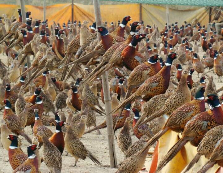몸에도 좋고 맛있는 닭 | 인스티즈