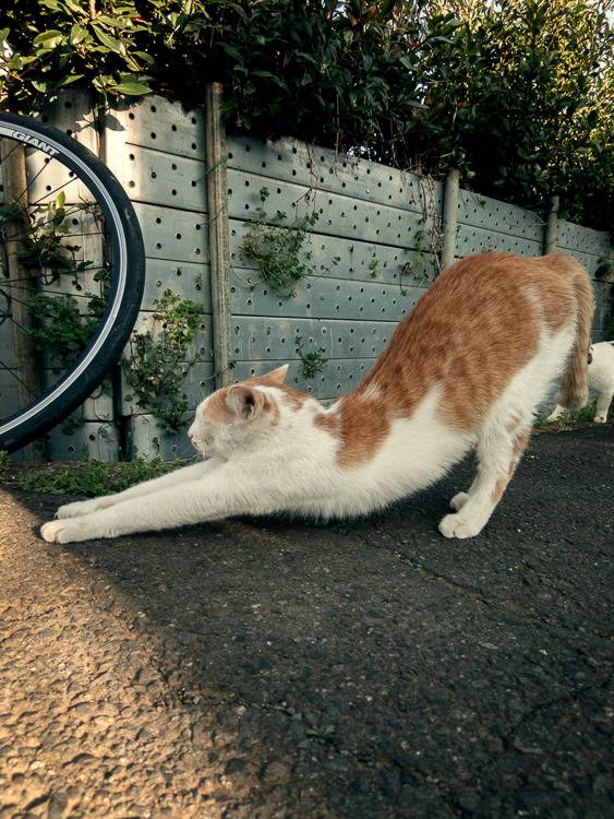 보고 따라하라냥 | 인스티즈