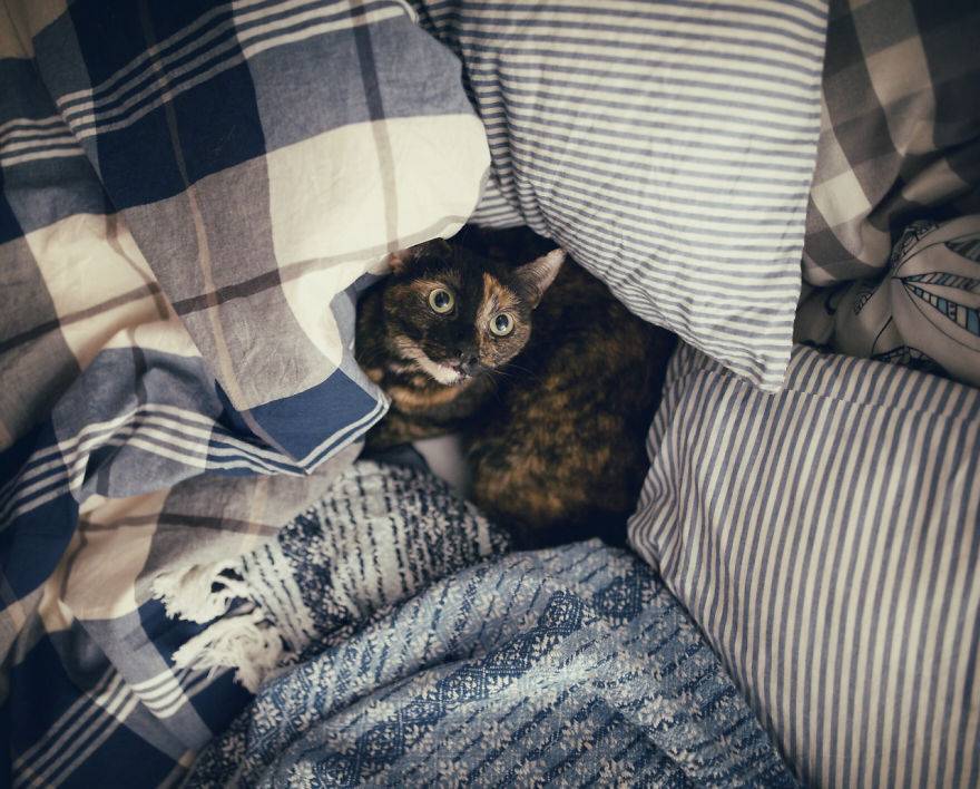 고양이의 사계절...jpg | 인스티즈