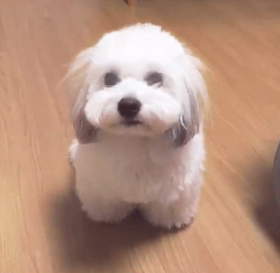 랜선라이프에 잠깐 나온 단추(댕댕이)가 너무 귀여워서 쪄보는 글 | 인스티즈