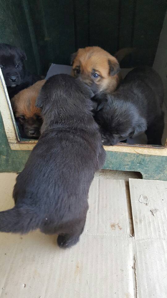 역씌 똥강아지다 | 인스티즈