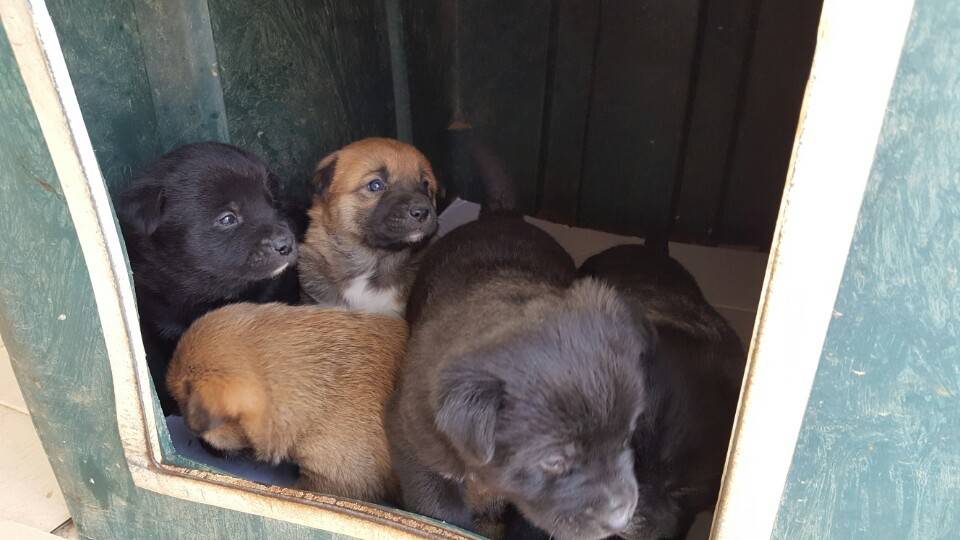 역씌 똥강아지다 | 인스티즈