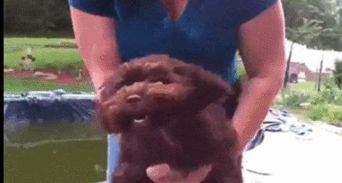 [오버워치] 궁극기 쓴 윈스턴 | 인스티즈