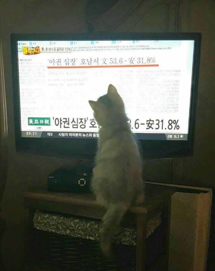 손녀 냥이까지 유세에 이용하는 조응천 의원 | 인스티즈