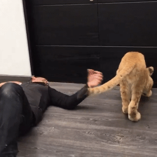 아기 사자가 귀여운 이유 | 인스티즈