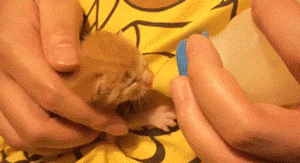 귀여운 고양이 성장기.gif | 인스티즈