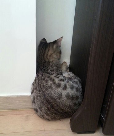 혼낼때 동물들 반응 | 인스티즈