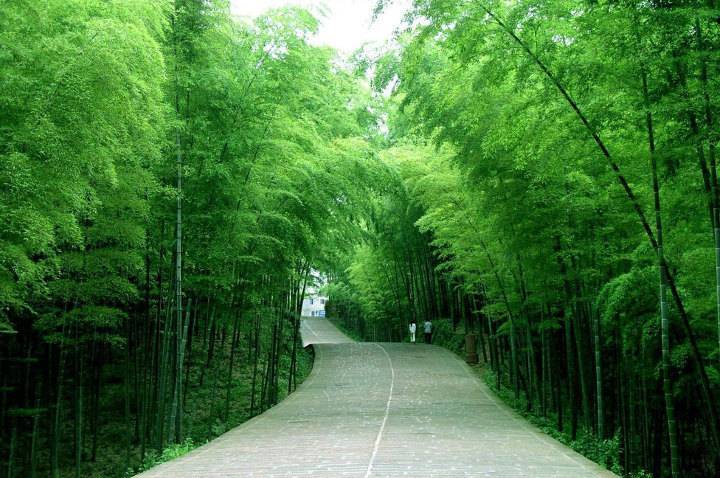 아름다운 나무 터널.jpg | 인스티즈