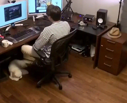 랜선라이프에 잠깐 나온 단추(댕댕이)가 너무 귀여워서 쪄보는 글 | 인스티즈