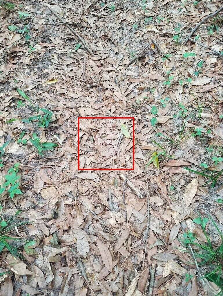 사람들이 뱀에 물리는 이유.jpg | 인스티즈