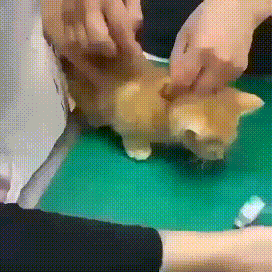 새끼고양이한테 주사놓을때 꿀팁 | 인스티즈