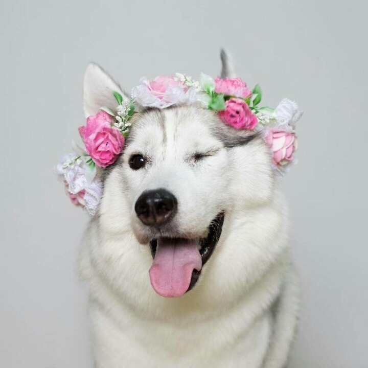 아무도 입양하려 하지 않은 강아지 | 인스티즈