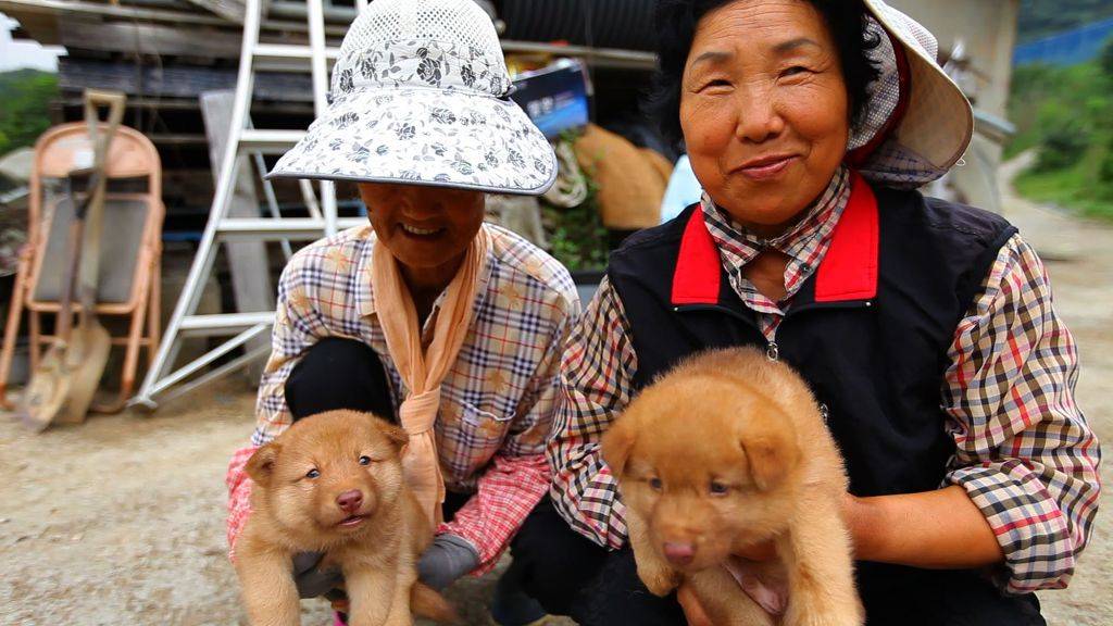 우리나라사람들이 잘모르는 우리나라 토종개 | 인스티즈