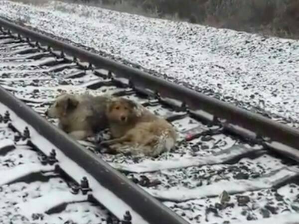 목숨을 걸고 와이프를 지키는 사랑 | 인스티즈