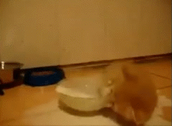 전투적으로 우유먹는건지 버리는건지 알수없는 아깽이 | 인스티즈