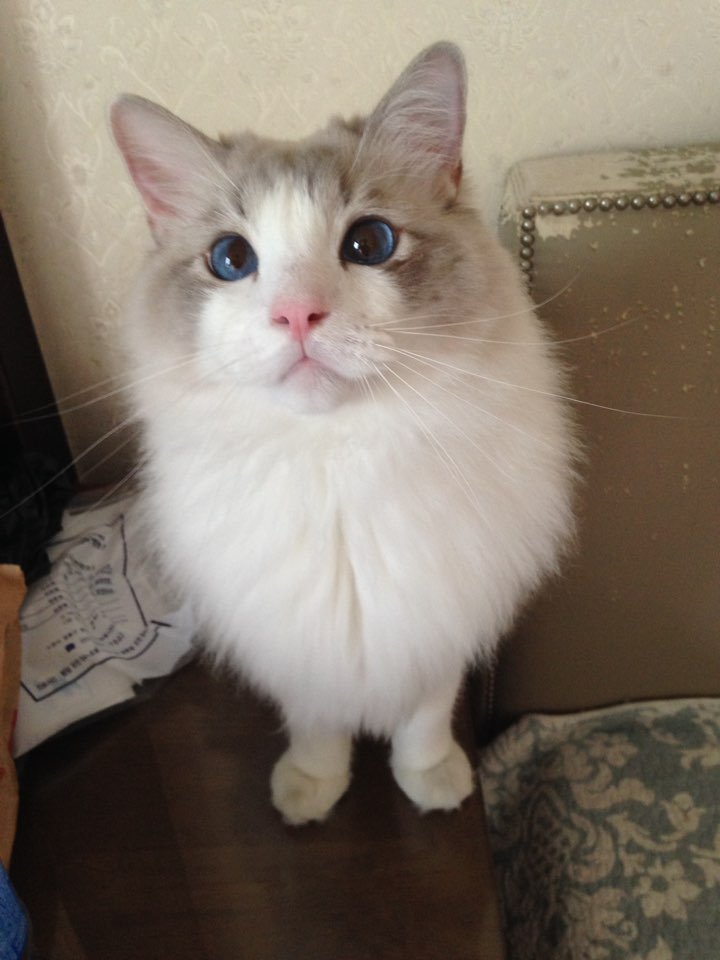 잘생겼지만 큰 고양이 | 인스티즈