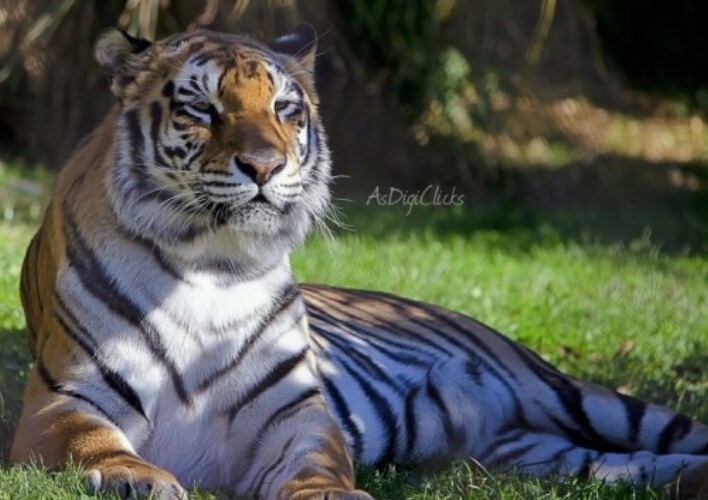 이 맹수들중에 한마리를 키워야한다면? | 인스티즈