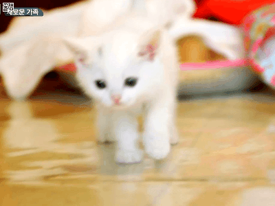 고양이 기르는 사람들 사이에선 꽤 유명한 이야기.txt | 인스티즈