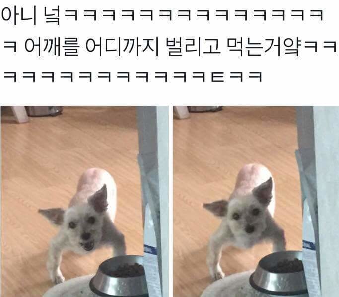강아지 밥먹을때 건들면 안되는 이유 | 인스티즈
