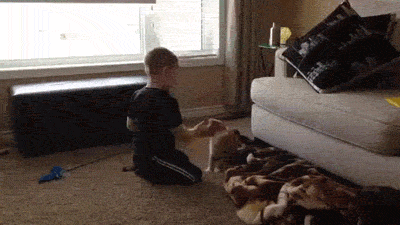 인내력 甲 고양이 | 인스티즈