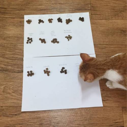 고양이 사료 선호도 조사 | 인스티즈